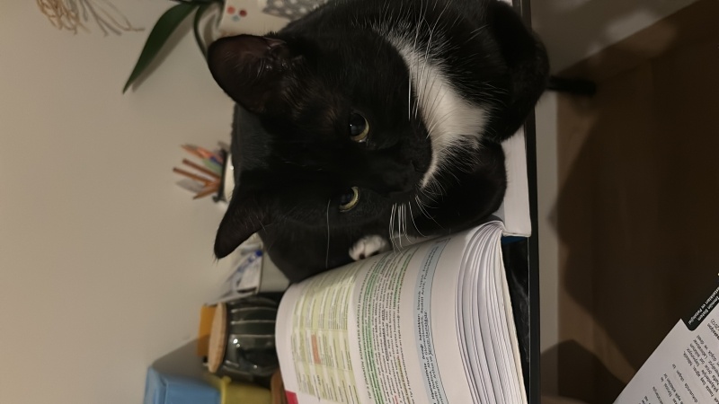 Tuxedo (Smokin) Kedi, Kedi  Artu fotoğrafı