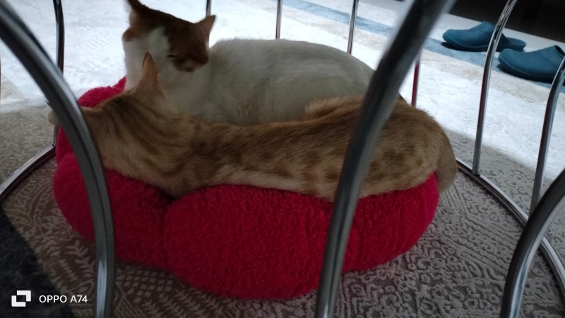 Sarman, Kedi  Balım fotoğrafı