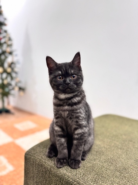 British Shorthair, Kedi  Kedi fotoğrafı