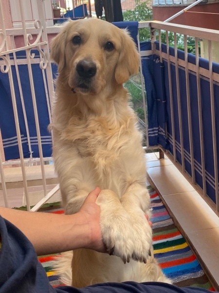 Golden Retriever, Köpek  Efes fotoğrafı