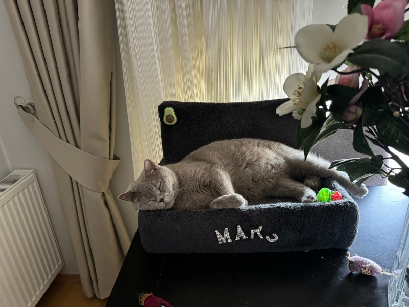 British Shorthair, Kedi  Mars fotoğrafı