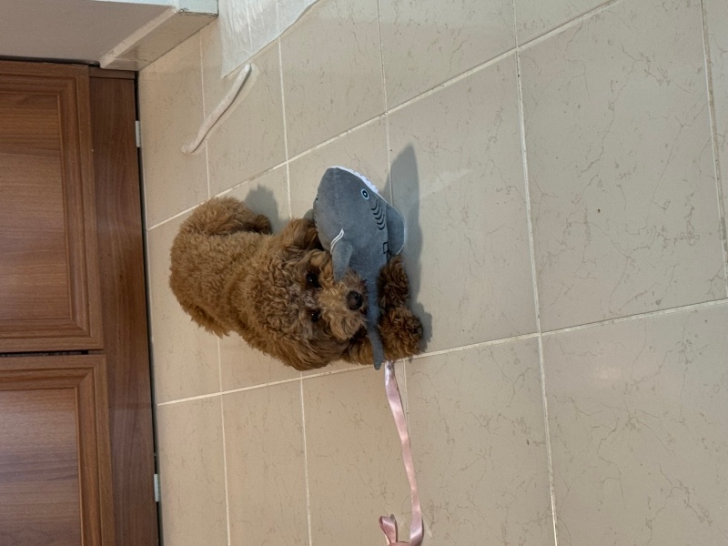 Poodle(Standart Kaniş), Köpek  Eros fotoğrafı