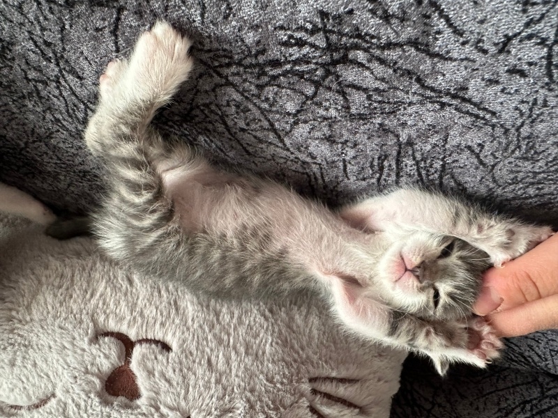 Korat, Kedi  İsmini siz koyun fotoğrafı