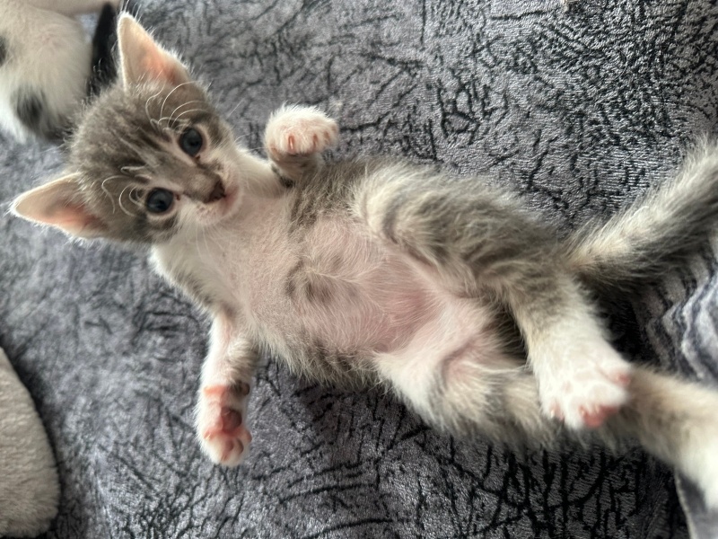 Korat, Kedi  İsmini siz koyun fotoğrafı