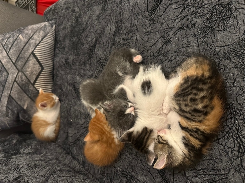 Korat, Kedi  İsmini siz koyun fotoğrafı