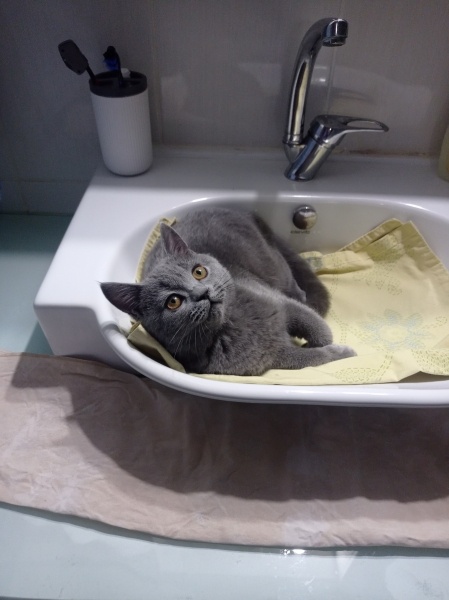 British Shorthair, Kedi  Oscar fotoğrafı