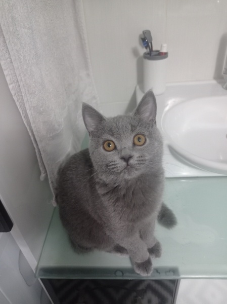 British Shorthair, Kedi  Oscar fotoğrafı