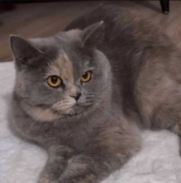 British Shorthair, Kedi  Alabel fotoğrafı