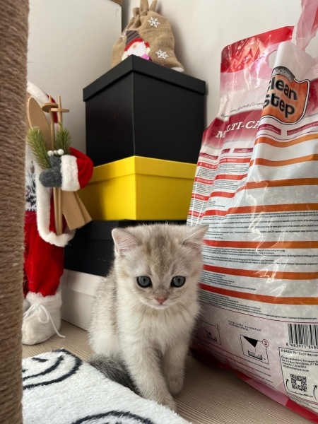 British Shorthair, Kedi  Kuki fotoğrafı