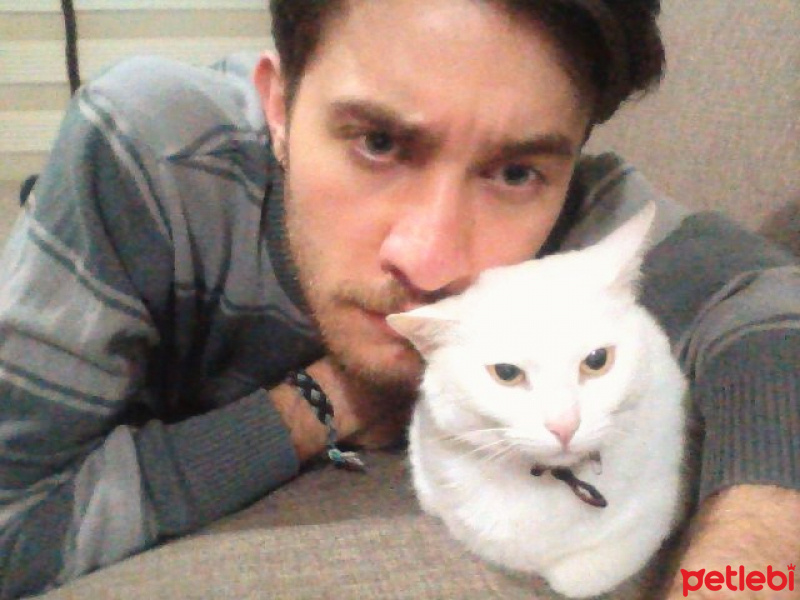 Tuxedo (Smokin) Kedi, Kedi  rıfkı fotoğrafı