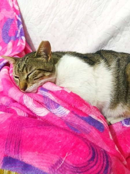 Tekir Kedi, Kedi  Zehra fotoğrafı