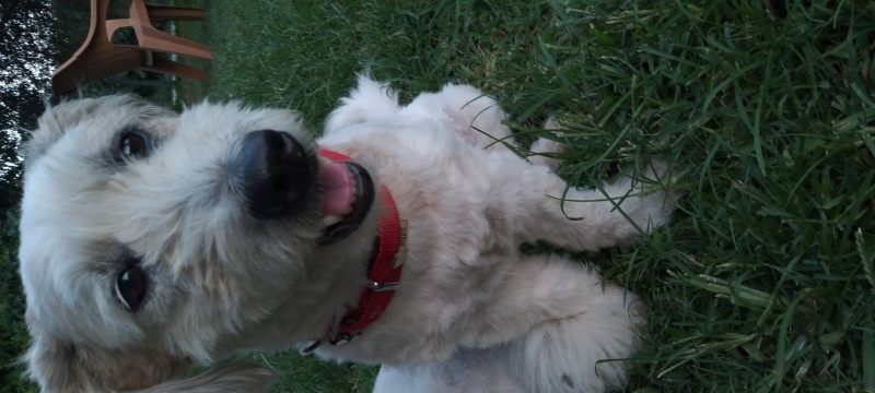 Maltese, Köpek  Boncuk fotoğrafı