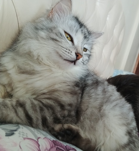 Chinchilla, Kedi  Tokyo fotoğrafı
