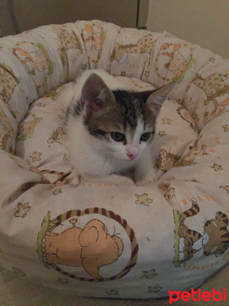 Tekir Kedi, Kedi  Pera fotoğrafı