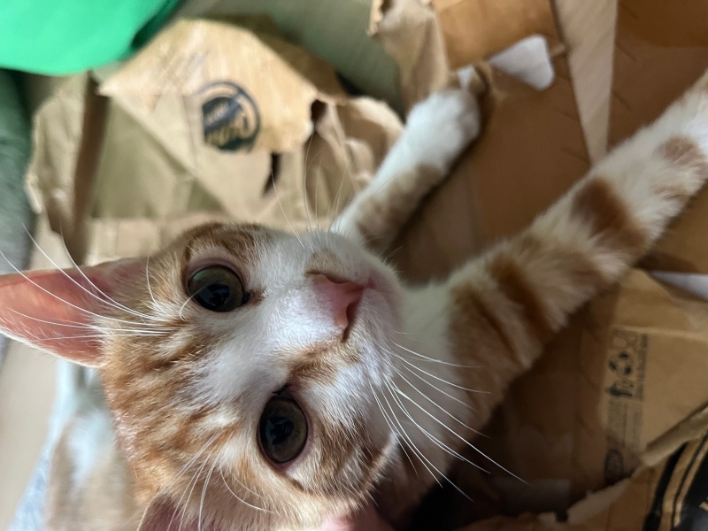Tekir Kedi, Kedi  İsot fotoğrafı