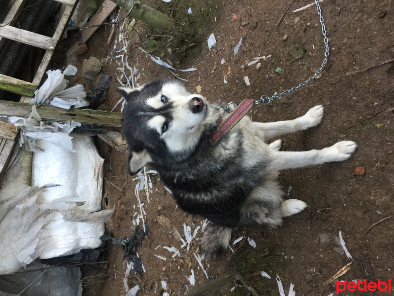 Sibirya Kurdu (Husky), Köpek   Nuri fotoğrafı