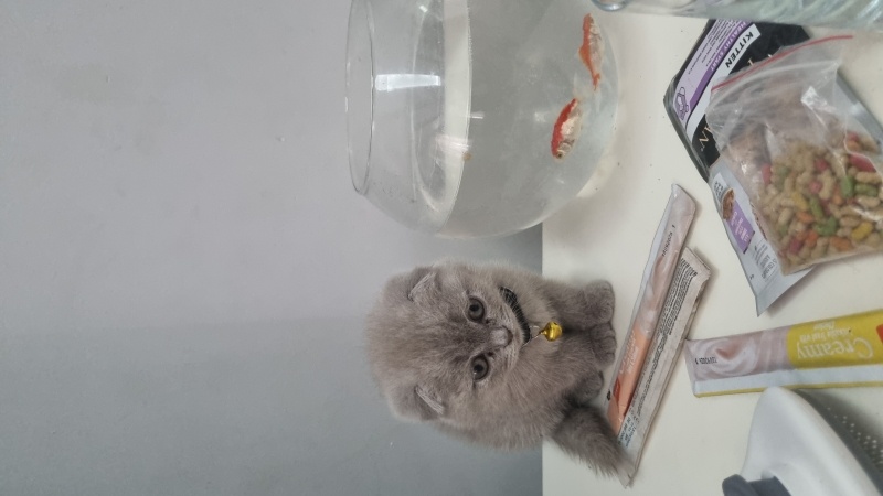 Scottish Fold, Kedi  Eros fotoğrafı