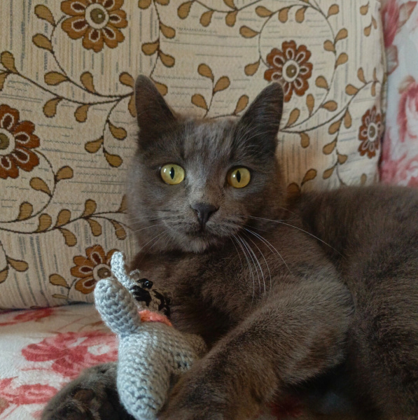 Mavi Rus, Kedi  Gölge fotoğrafı