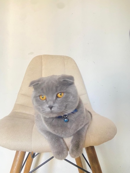 Scottish Fold, Kedi  Pera fotoğrafı