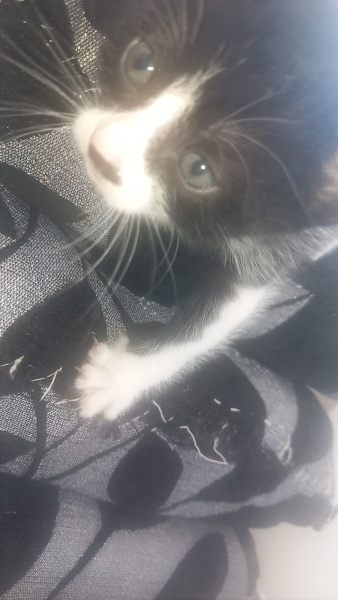 Tekir Kedi, Kedi  Bitter fotoğrafı