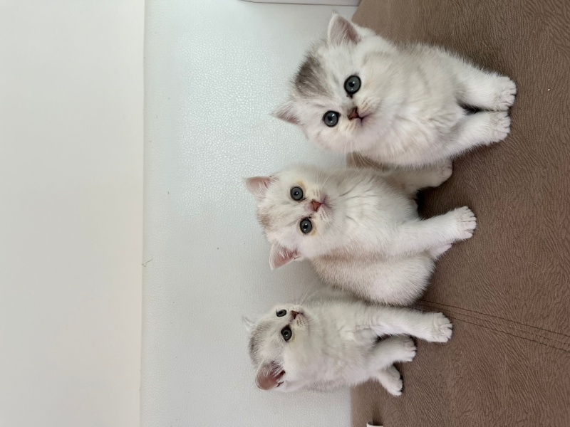 Scottish Fold, Kedi  Yavru fotoğrafı