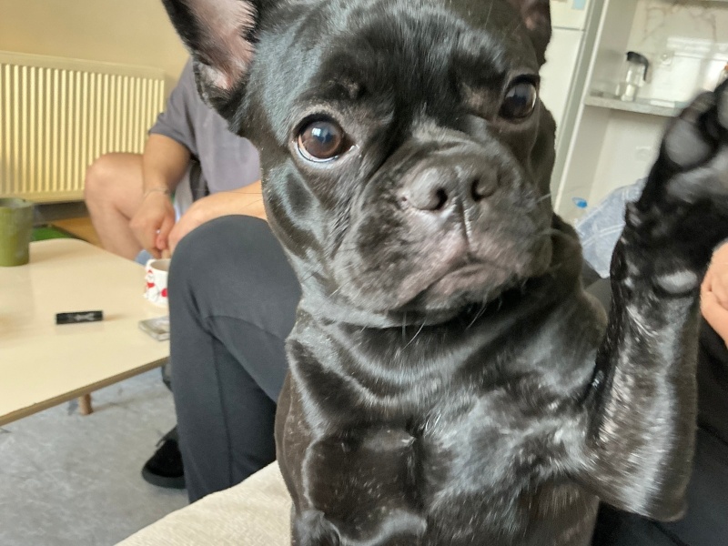 Fransız Bulldog, Köpek  Pö fotoğrafı