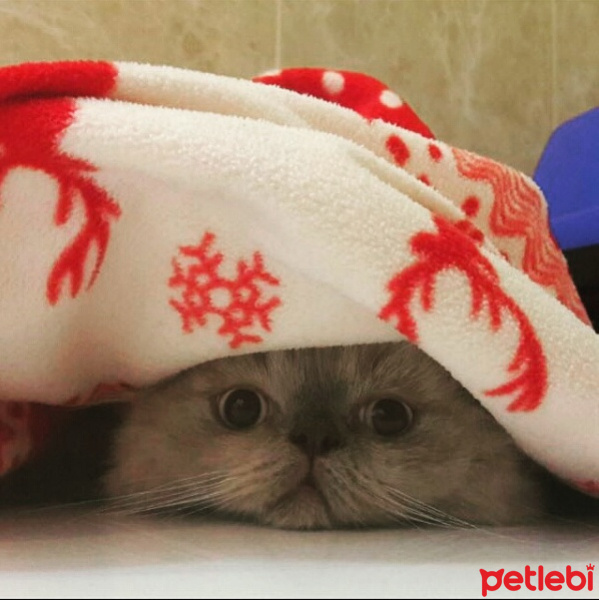 Scottish Fold, Kedi  Smoke  fotoğrafı