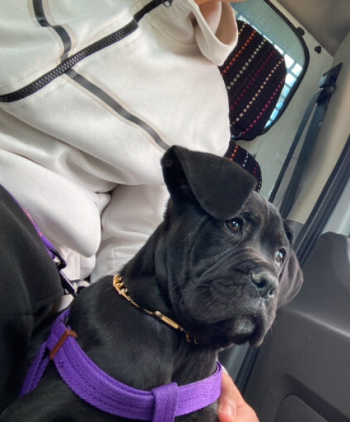 Cane Corso Italiano, Köpek  Tyson fotoğrafı