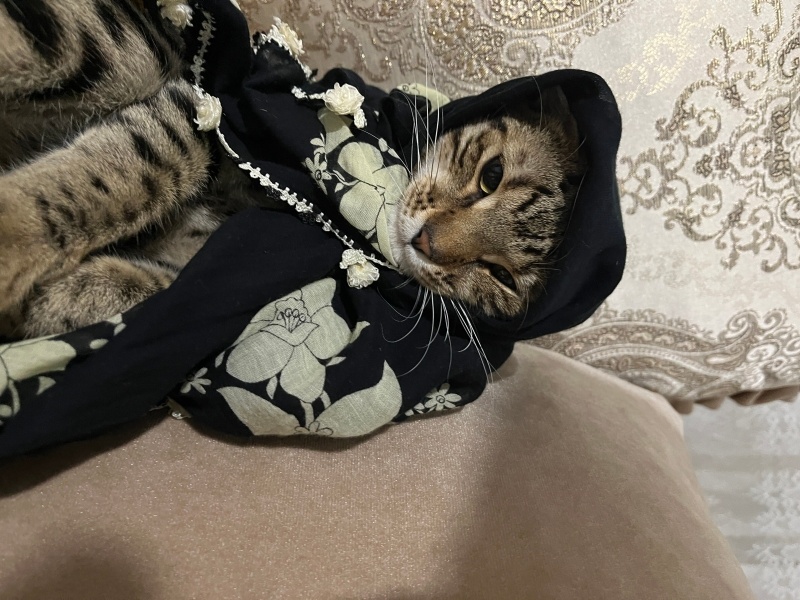 Tekir Kedi, Kedi  Lucky fotoğrafı