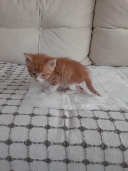 Sarman, Kedi  minik fotoğrafı