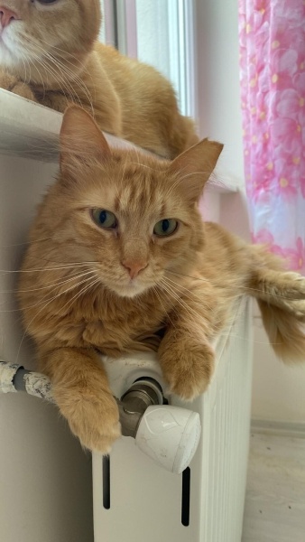 Tekir Kedi, Kedi  Daniel fotoğrafı