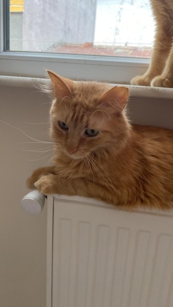 Tekir Kedi, Kedi  Daniel fotoğrafı