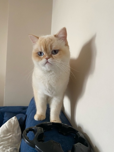 British Shorthair, Kedi  Şila fotoğrafı
