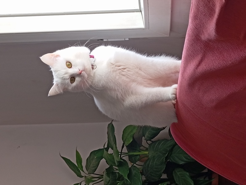 British Shorthair, Kedi  Mila fotoğrafı