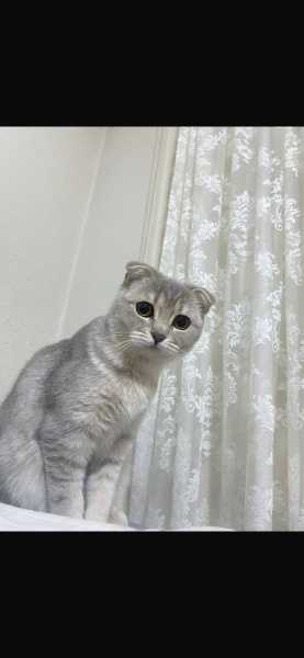 Scottish Fold, Kedi  ÇİLEK fotoğrafı