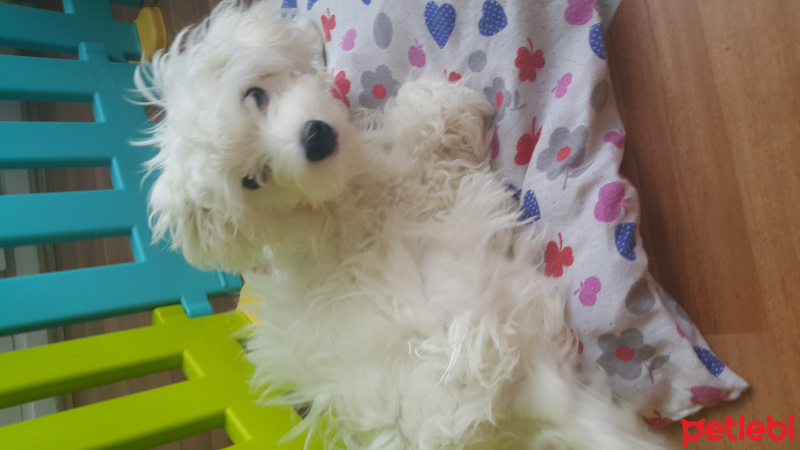 Maltese, Köpek  Goldie fotoğrafı