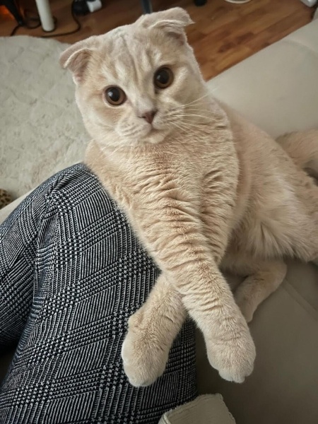 Scottish Fold, Kedi  FINDIK fotoğrafı