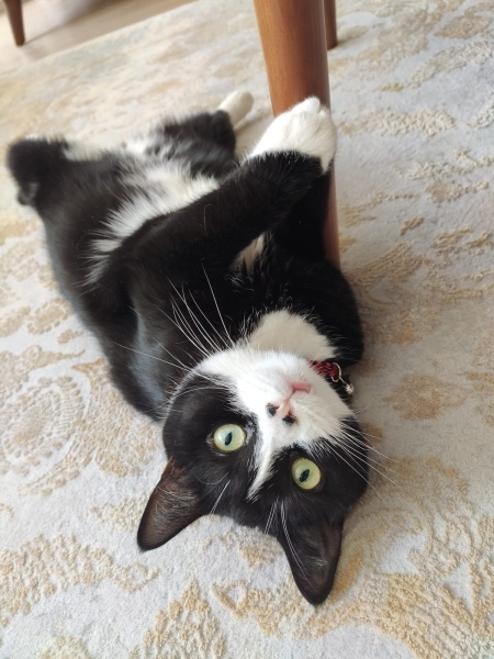 Tuxedo (Smokin) Kedi, Kedi  Karam fotoğrafı