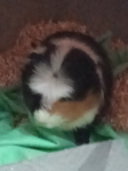 Guinea Pig, Kemirgen  Lucky fotoğrafı