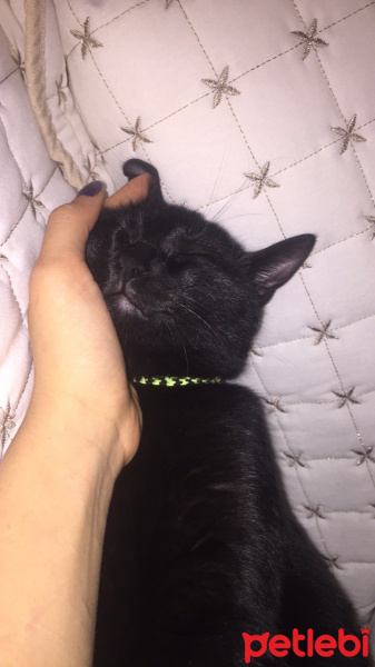 Tekir Kedi, Kedi  Sütlaç fotoğrafı