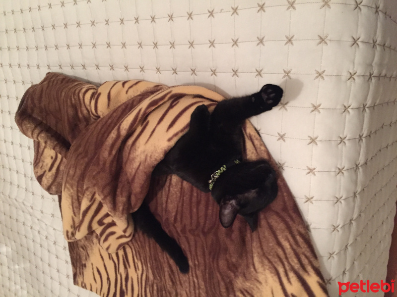 Tekir Kedi, Kedi  Sütlaç fotoğrafı