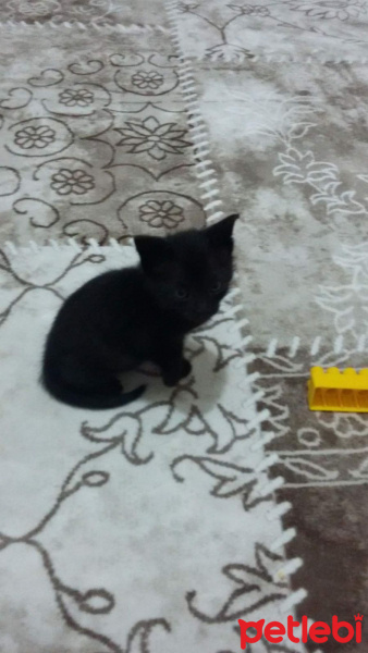 Tekir Kedi, Kedi  Sütlaç fotoğrafı