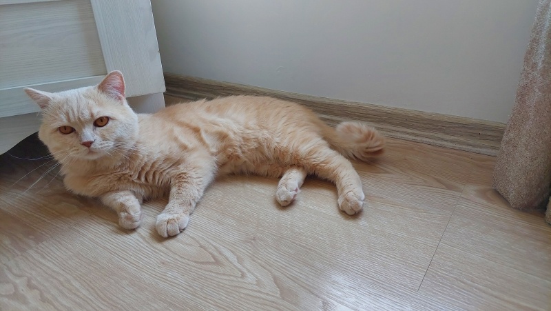 British Shorthair, Kedi  Pars fotoğrafı