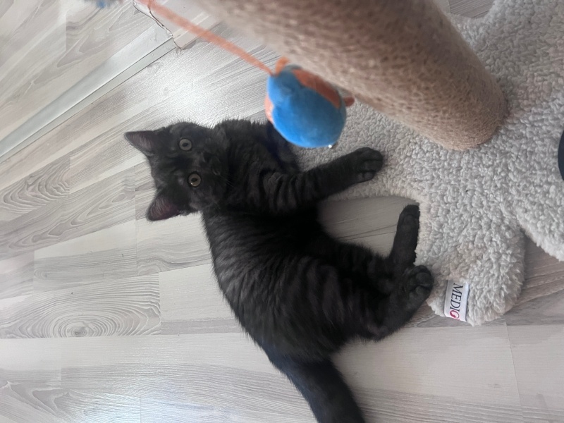British Shorthair, Kedi  Loki fotoğrafı