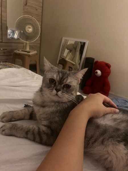 British Shorthair, Kedi  Miti fotoğrafı