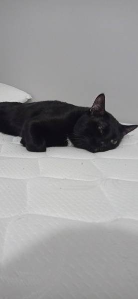 Tekir Kedi, Kedi  Venüs fotoğrafı