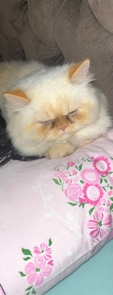 İran Kedisi (Persian), Kedi  Layd fotoğrafı