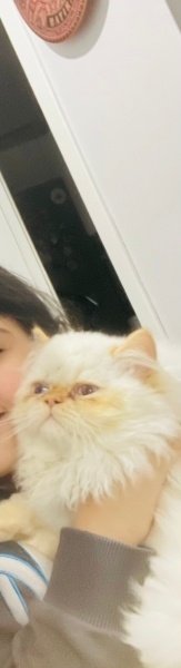 İran Kedisi (Persian), Kedi  Layd fotoğrafı