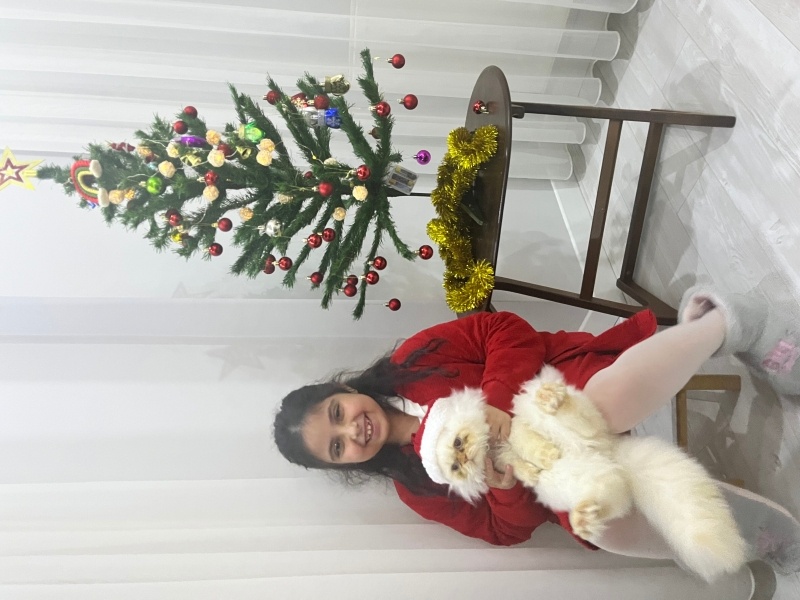 İran Kedisi (Persian), Kedi  Layd fotoğrafı