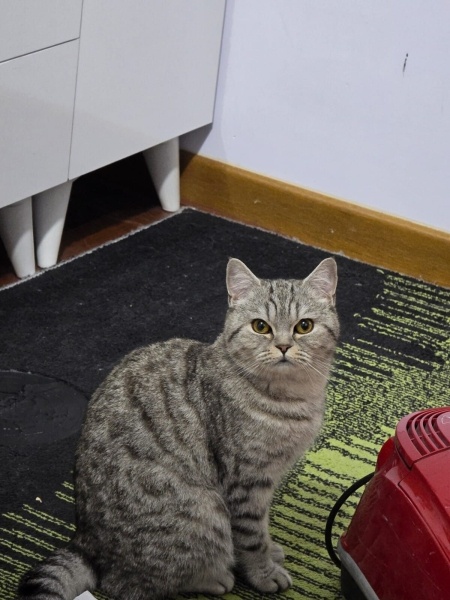 İran Kedisi (Persian), Kedi  beda fotoğrafı